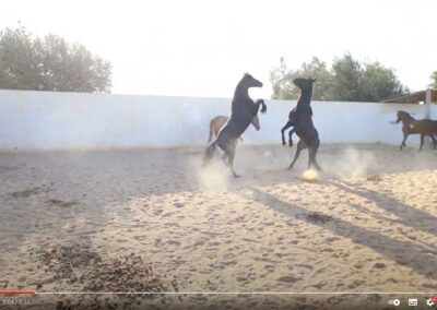 Film-reiten