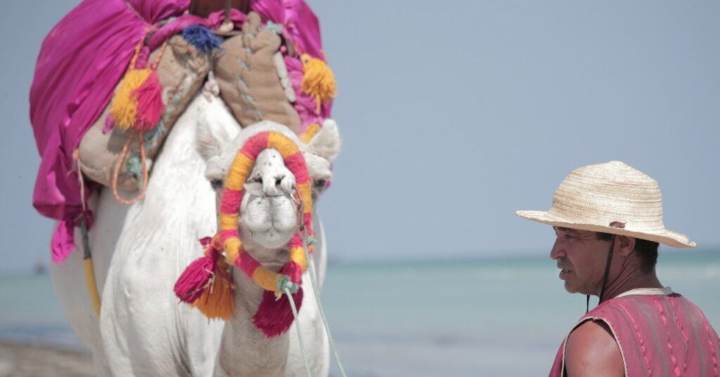 Kamel am Strand mit traditionellem Sattel und Halfter mit Bommeln