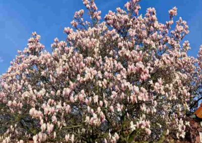 Magnolienbaum in voller Blüte vor blauem Himmer