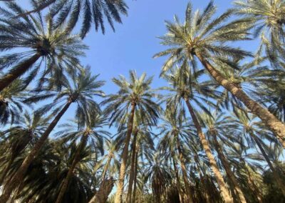 Palmenkronen in einer Oase unter blauem Himmel