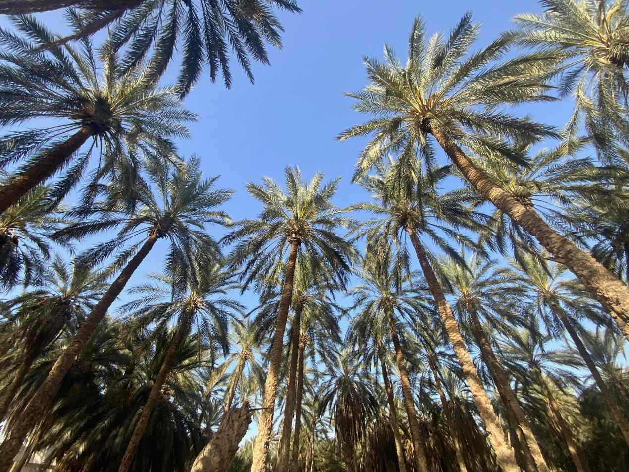 Palmenkronen in einer Oase unter blauem Himmel
