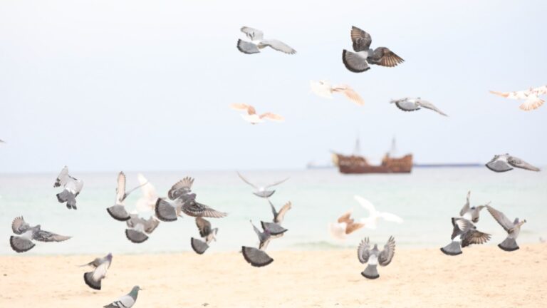 Tauben am Strand vor einem Schiff am Horizont