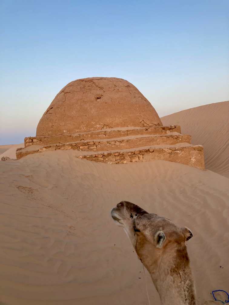 Kamel inmitten von Dünen in der Wüste