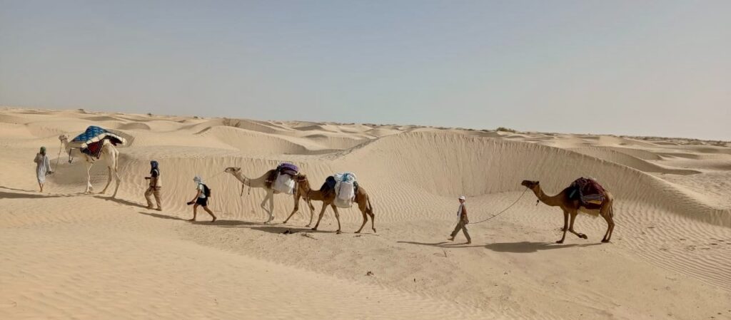 Wüstentour-Sahara-Kameltrek Eine Kamelkaravane zieht durch die Sahara