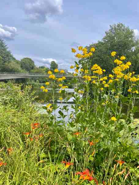 Gelbe Blumen mit Seeblick