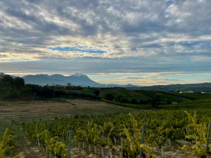 Bergkette hinter Weinreben
